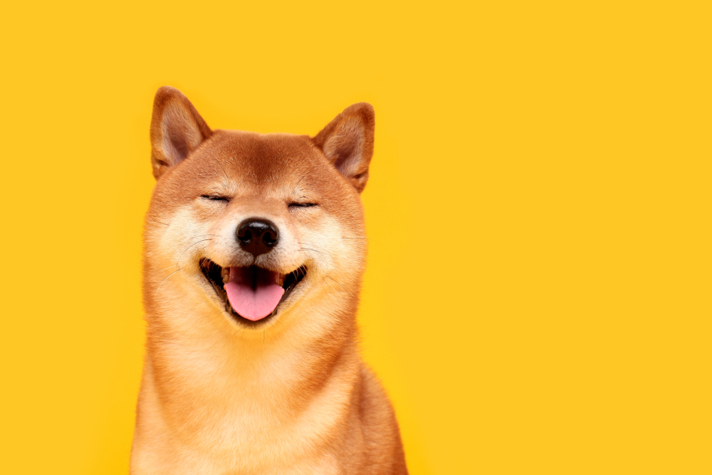 Může Shiba Inu skutečně vyrůst? Problém obří nabídky a nereálných očekávání